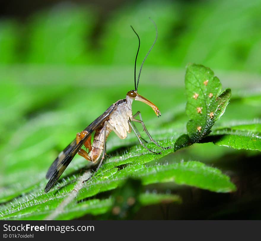 Male Scorpionfly on fern