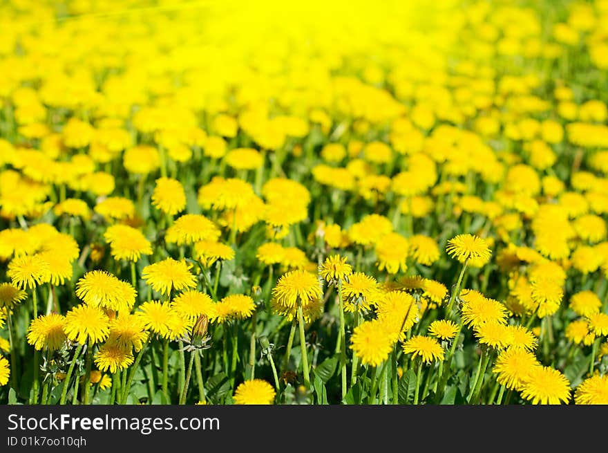 Summer meadow with yellow dandelions