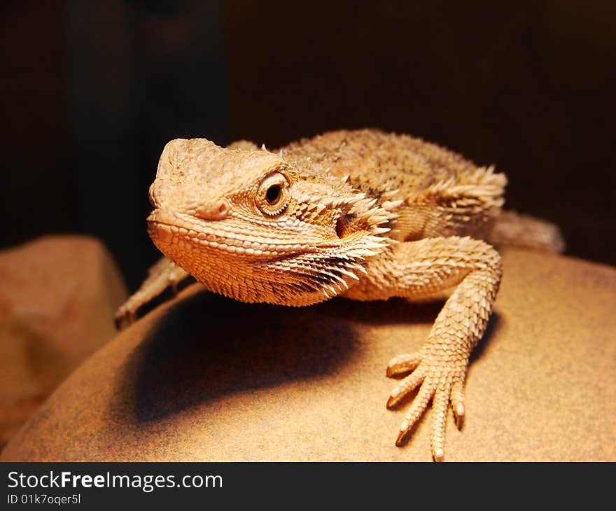 Bearded dragon on dark background