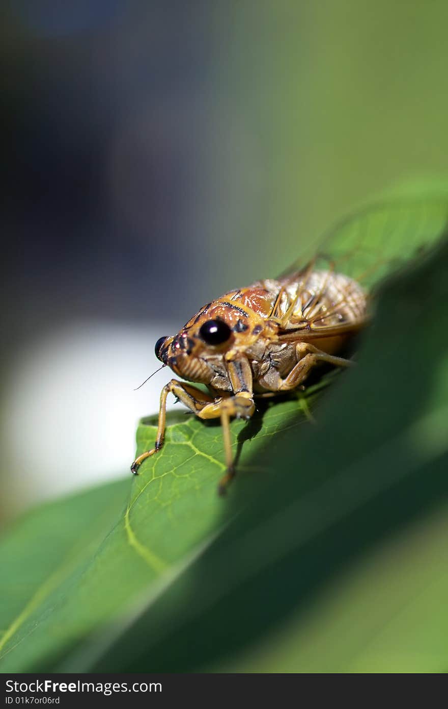 Cicada