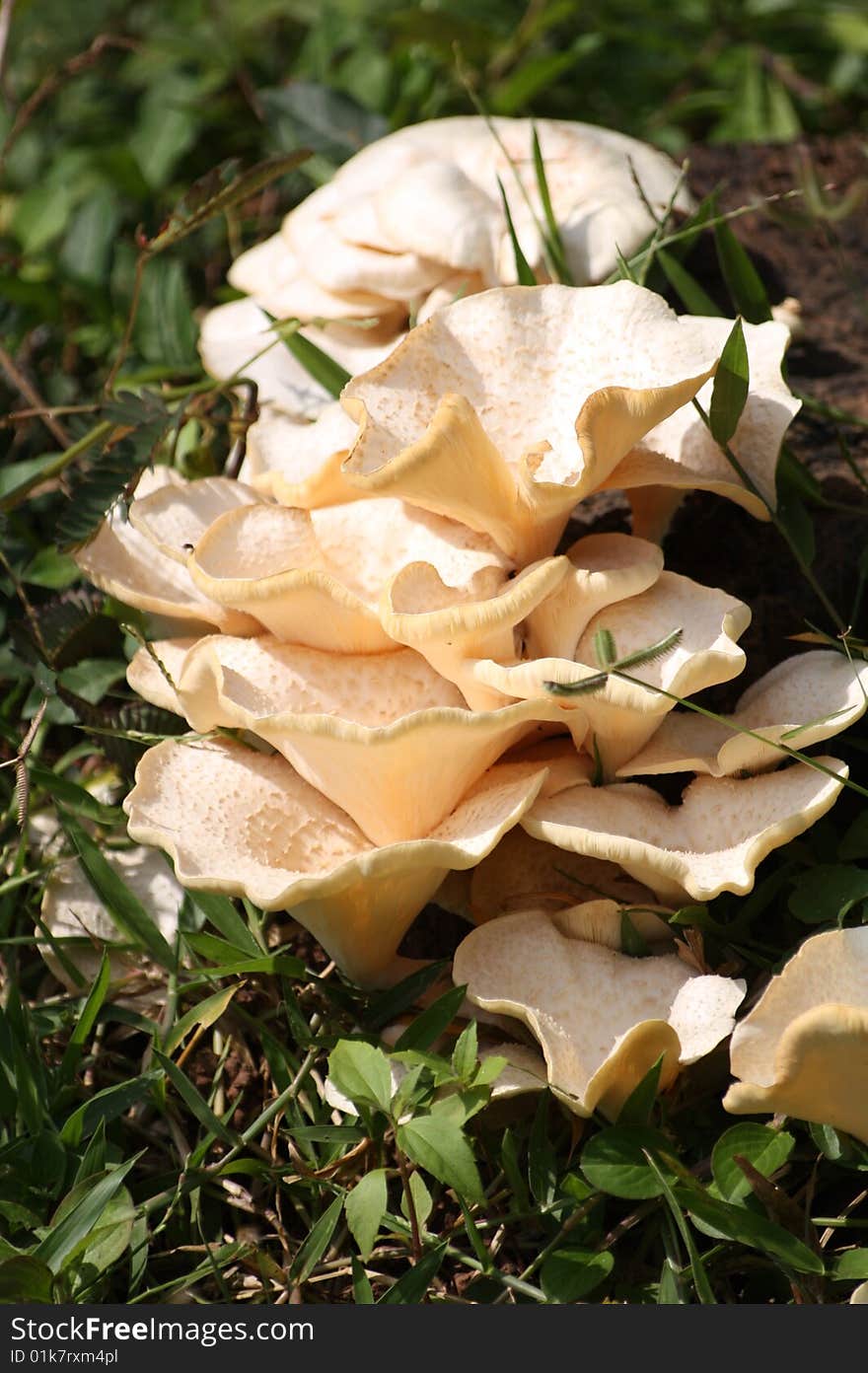 Wild Mushroom in Kerala