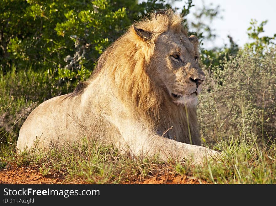 Portrait of a male African lion (Panthera leo), South Africa. Portrait of a male African lion (Panthera leo), South Africa