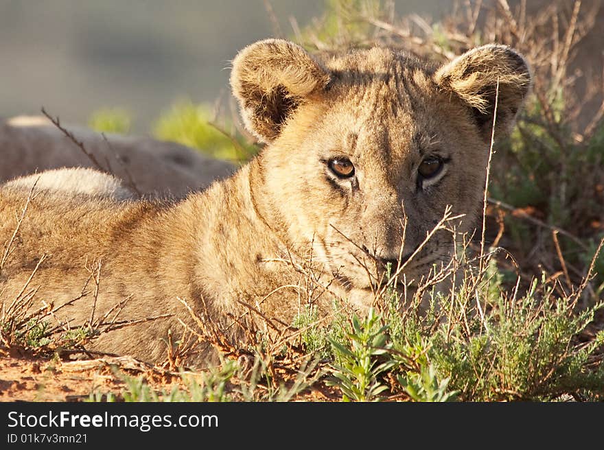 Portrait of a cute little African lion cub (Panthera leo), South Africa