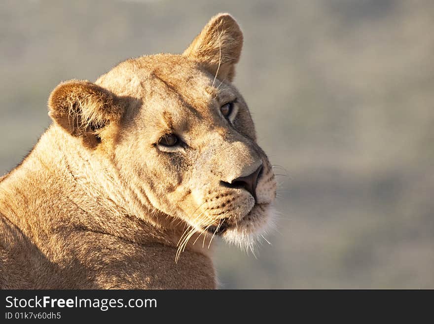 Portrait of a female African lion (Panthera leo), South Africa. Portrait of a female African lion (Panthera leo), South Africa