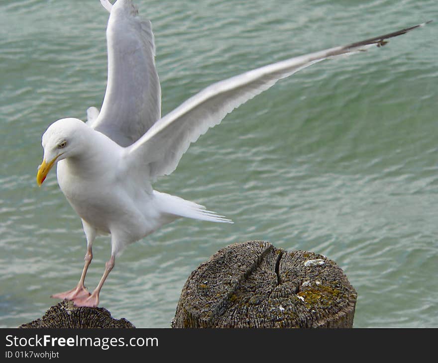 Seagull