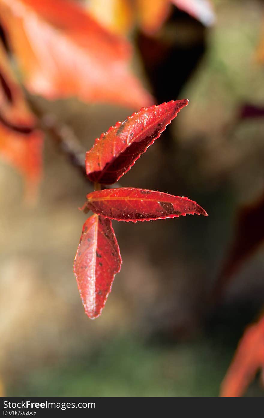 Plant Abstract