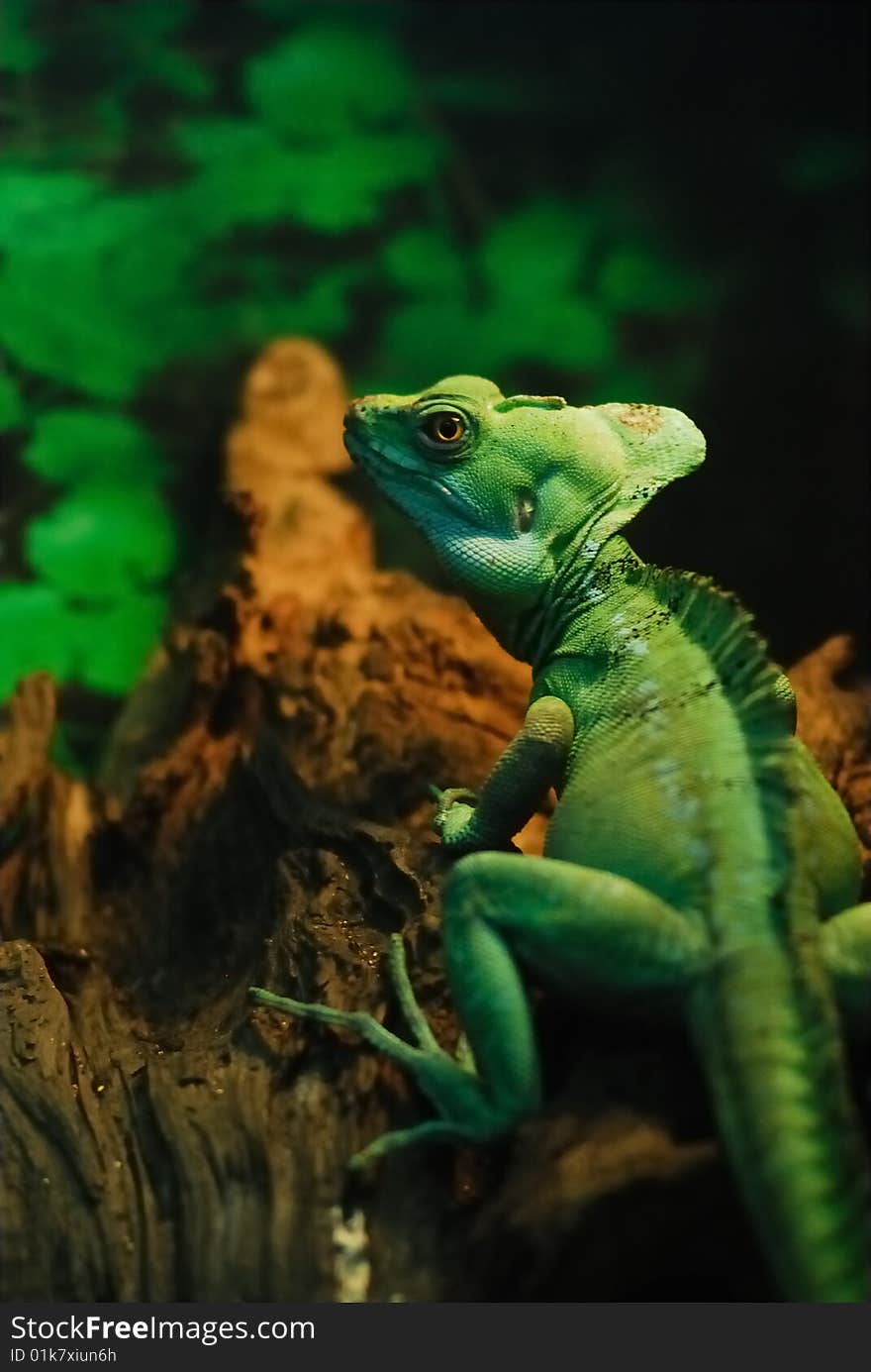 Lizard in the zoo. I took it with a long zoom lens.