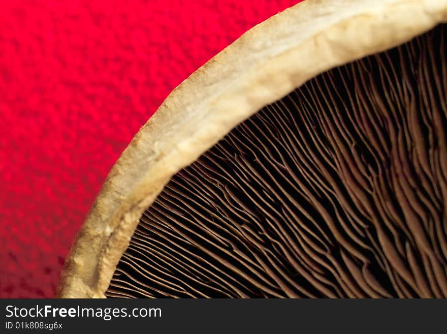 Abstract close up Mushroom image series. Abstract close up Mushroom image series