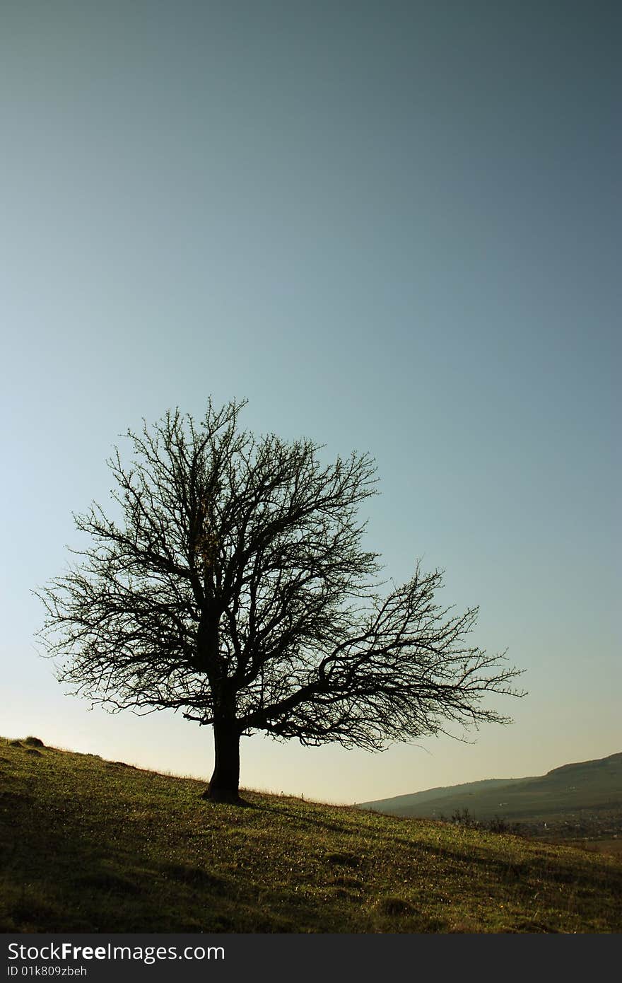 Isolated tree in the spring light. Isolated tree in the spring light