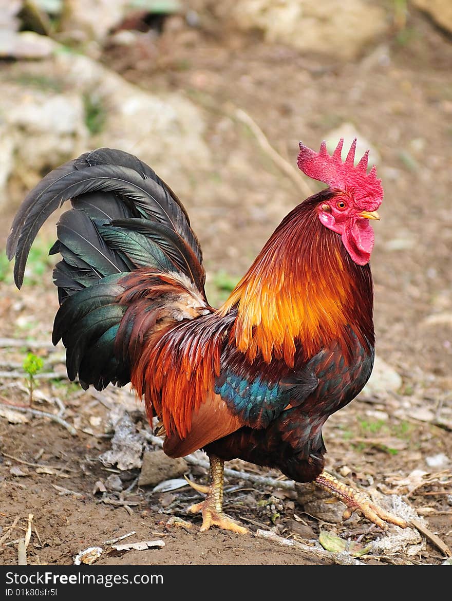 This is a beautiful cock that walks in a field. This is a beautiful cock that walks in a field