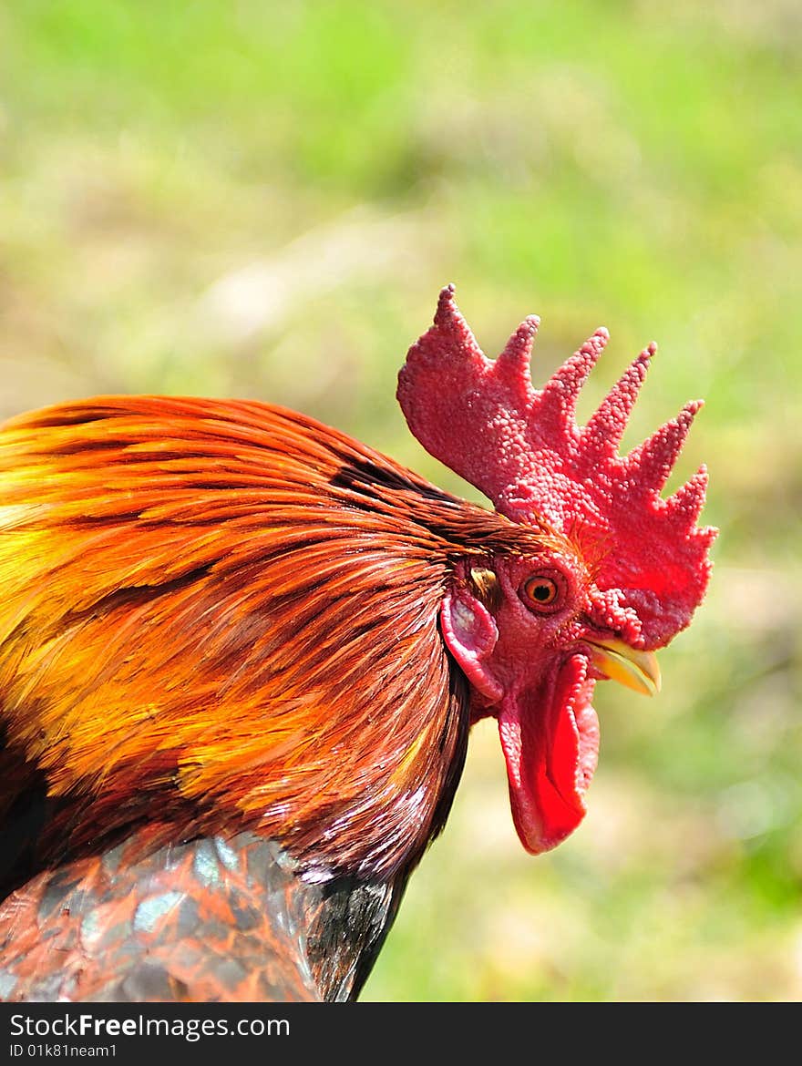 This is a beautiful cock that walks in a field. This is a beautiful cock that walks in a field