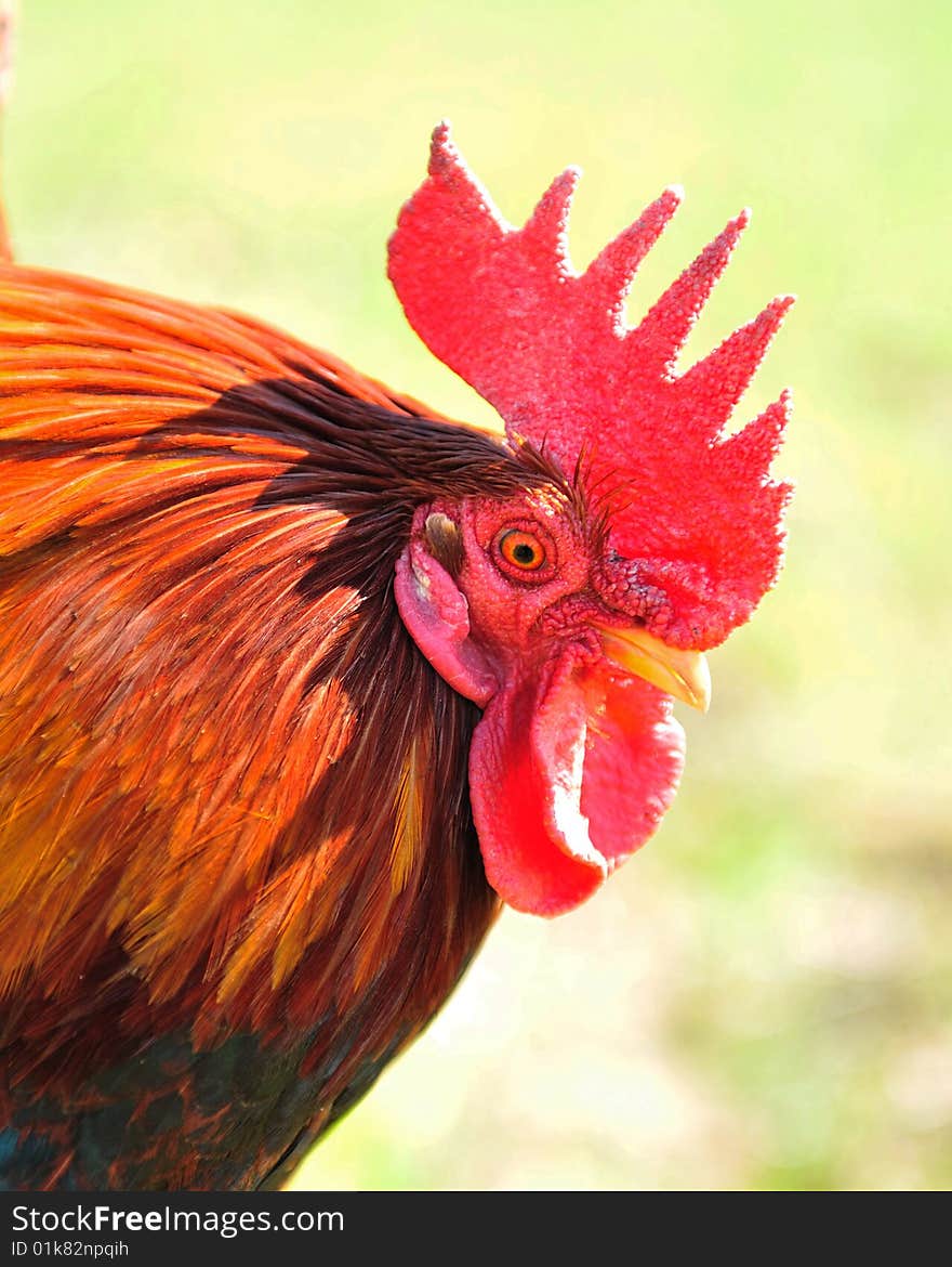 This is a beautiful cock that walks in a field. This is a beautiful cock that walks in a field