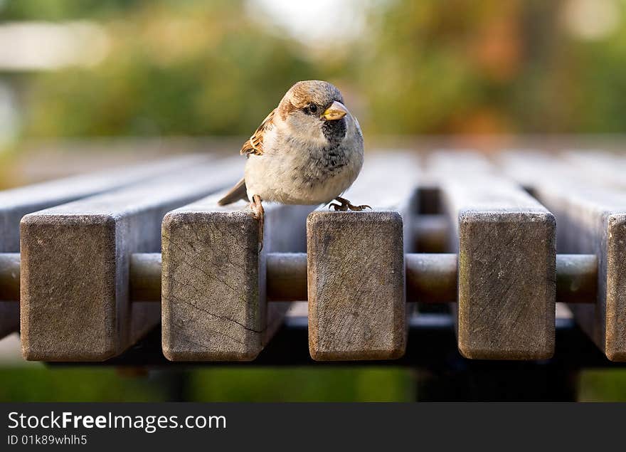 Small new zealand bird perched on a table