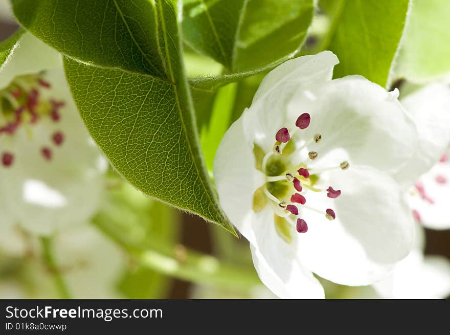 Pear Blossom