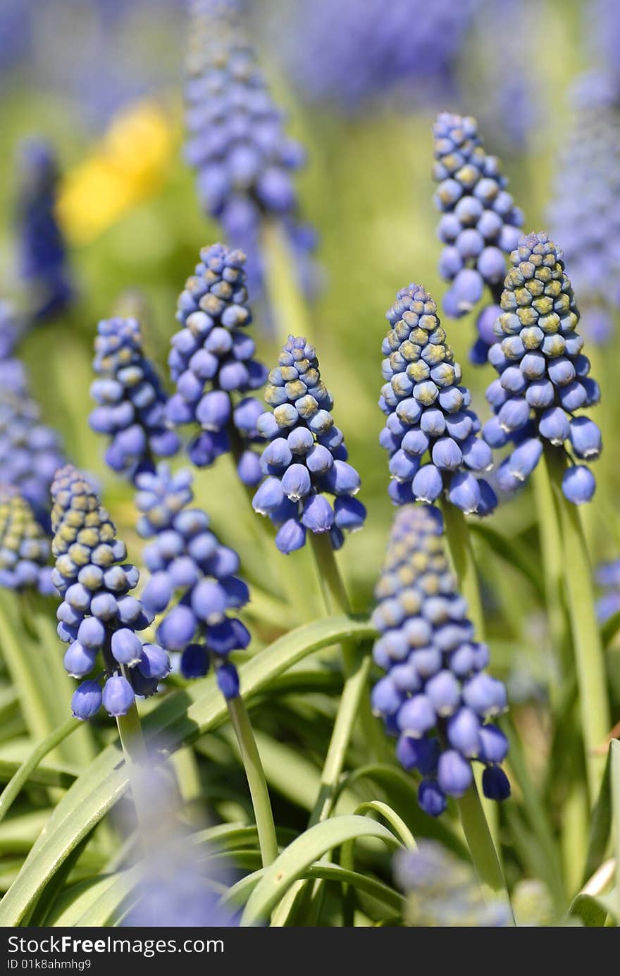 Blue common grape hyacinth in the sun in spring