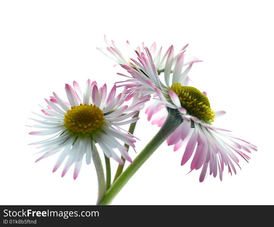 Three daisy flowers