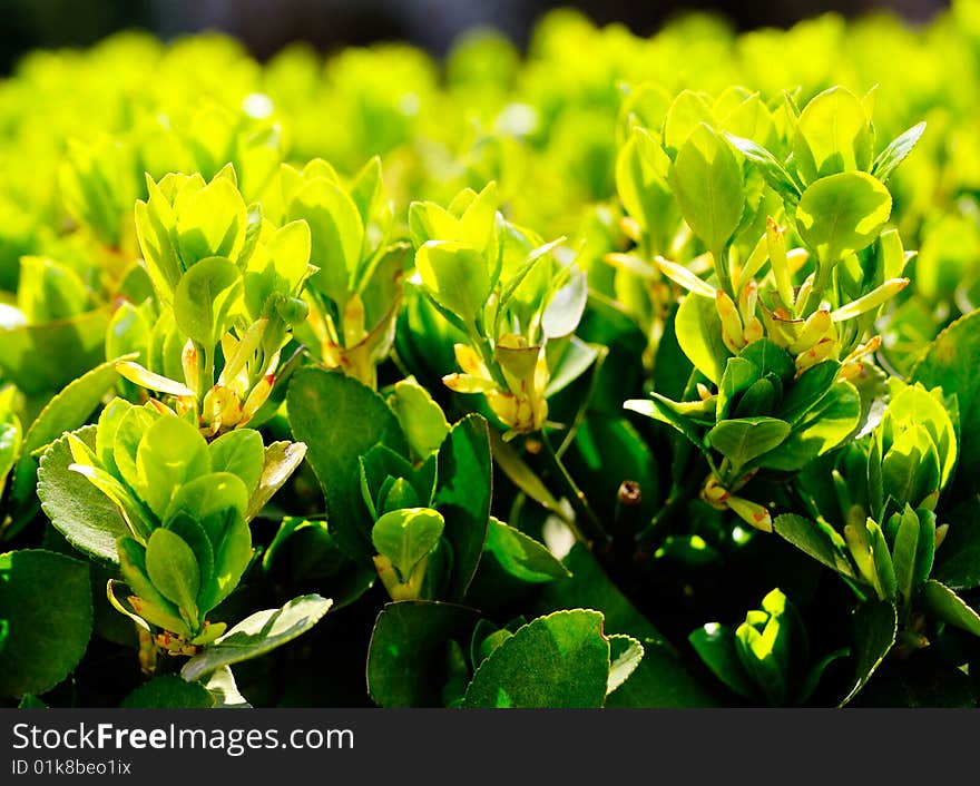 Chinese Ilex Leaf