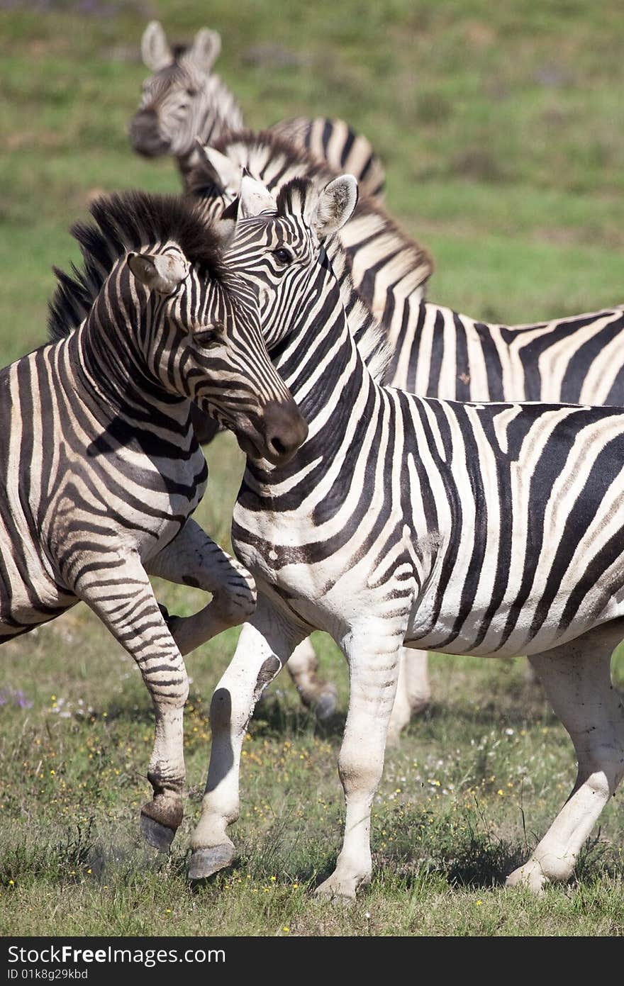 Burchell zebras playing in the field, South Africa