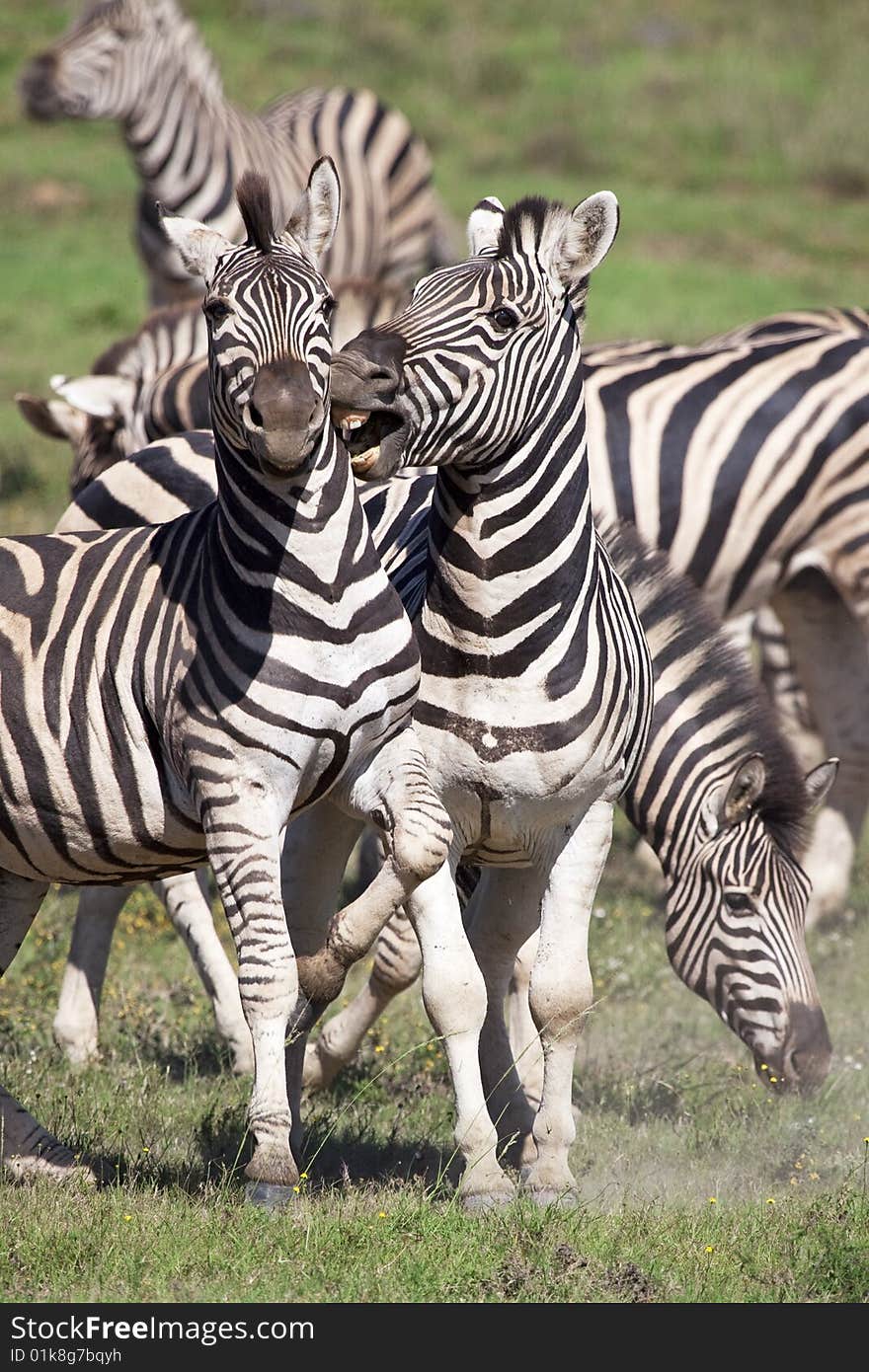 Burchell zebras playing in the field, South Africa