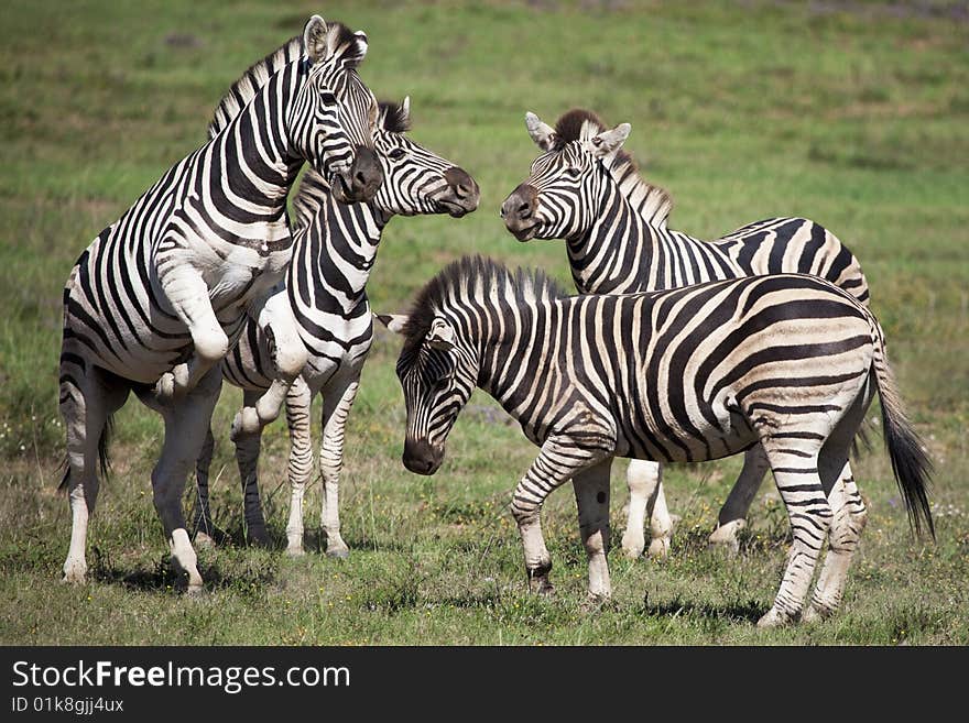 Burchell zebras playing in the field, South Africa