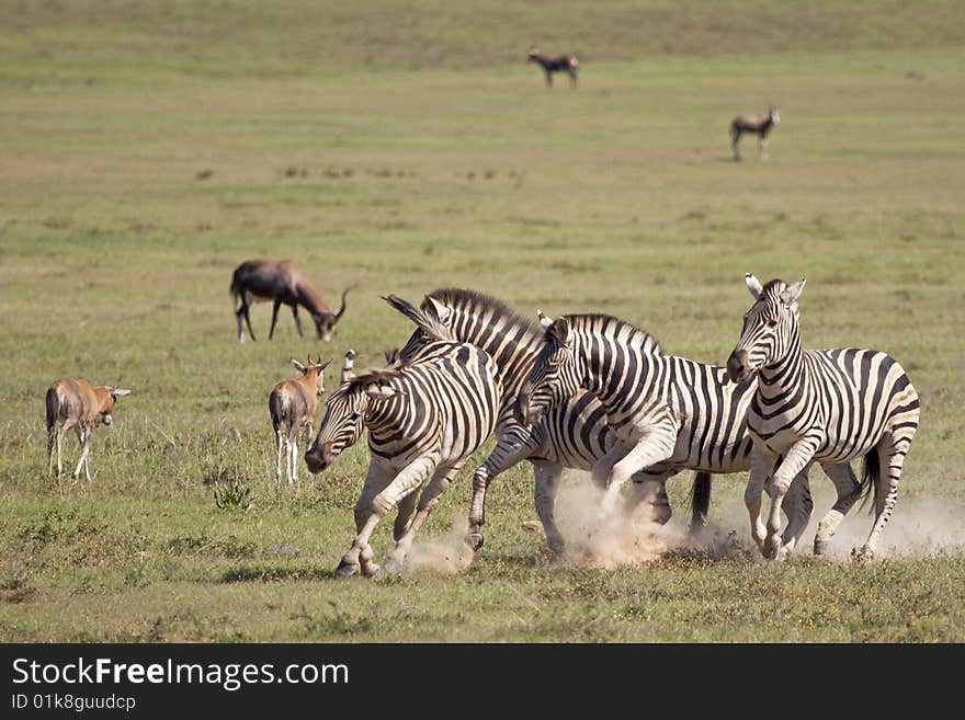 Burchell zebras playing in the field, South Africa