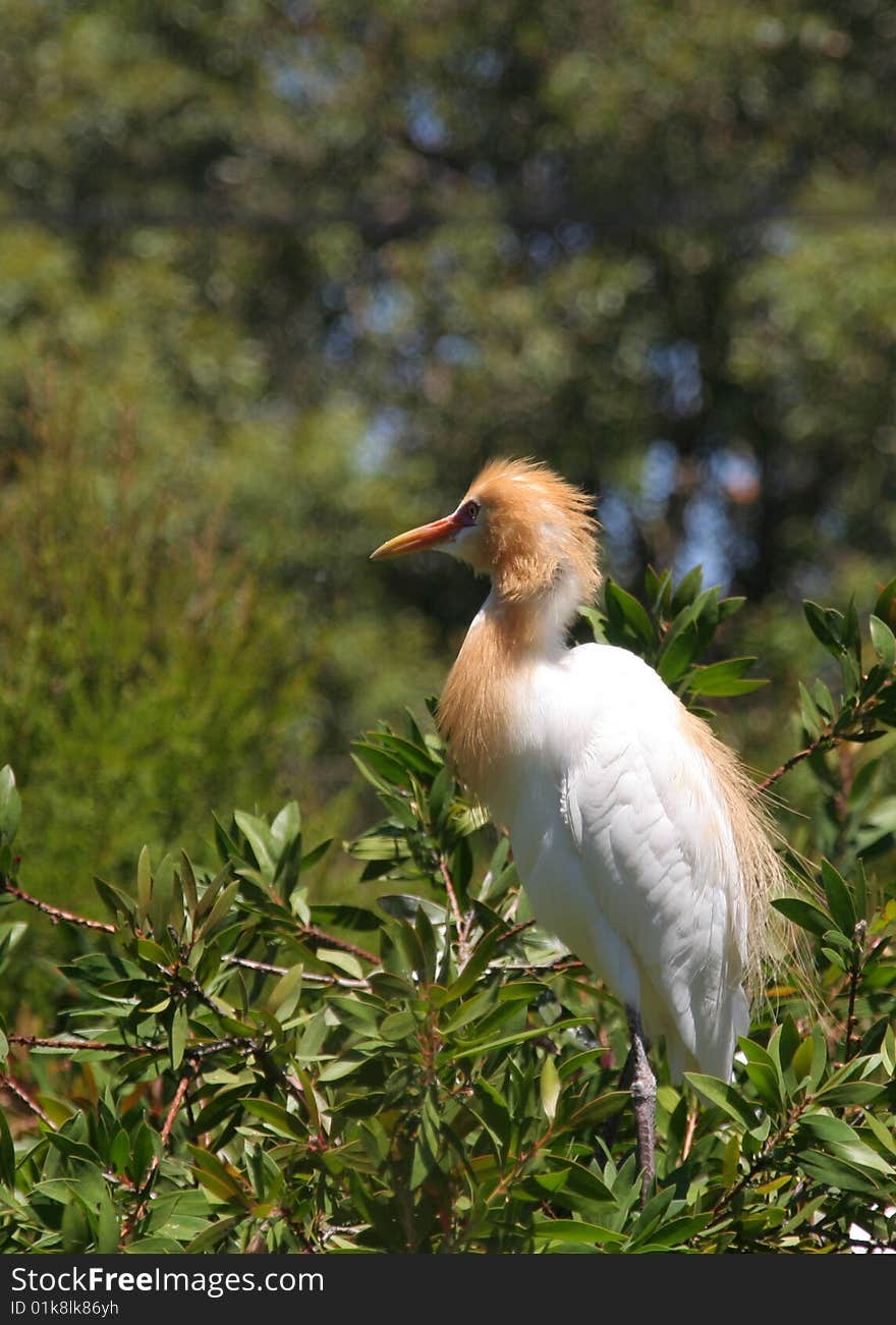 Picture of a crane (Western Australia), Australia Other perspective. Picture of a crane (Western Australia), Australia Other perspective