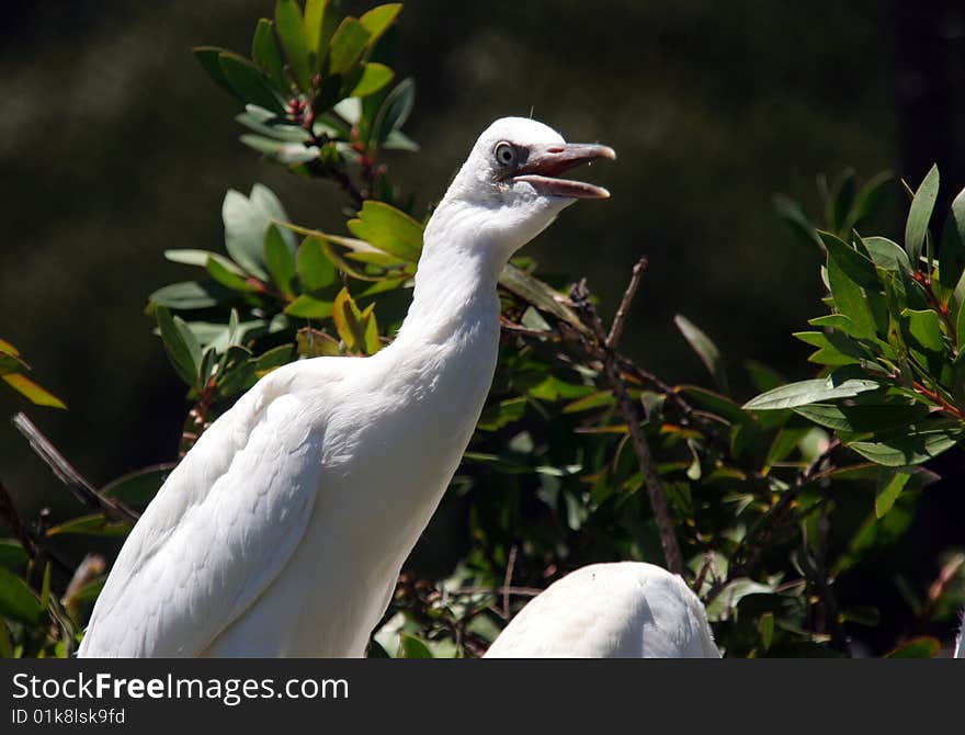 Picture of a crane (Western Australia), Australia. Picture of a crane (Western Australia), Australia