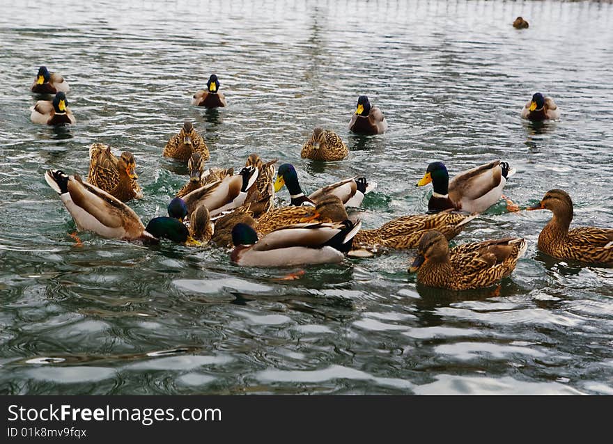 Mallard Ducks Hunt On Park Pond