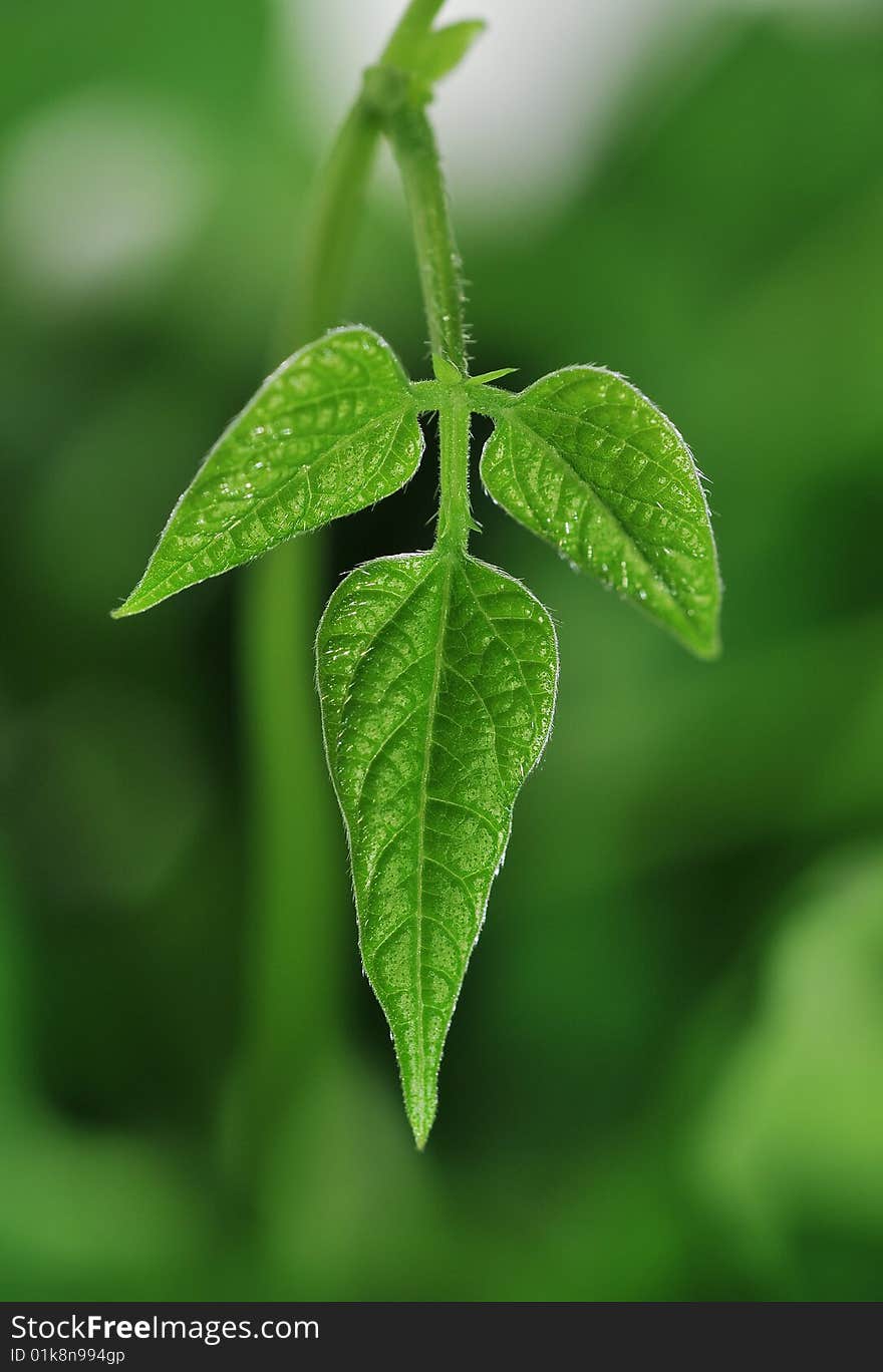 Green leaf