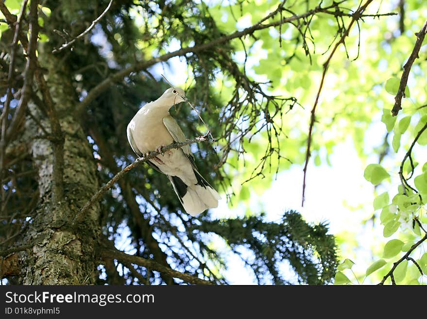 The turtle-dove holds a branch in the beak