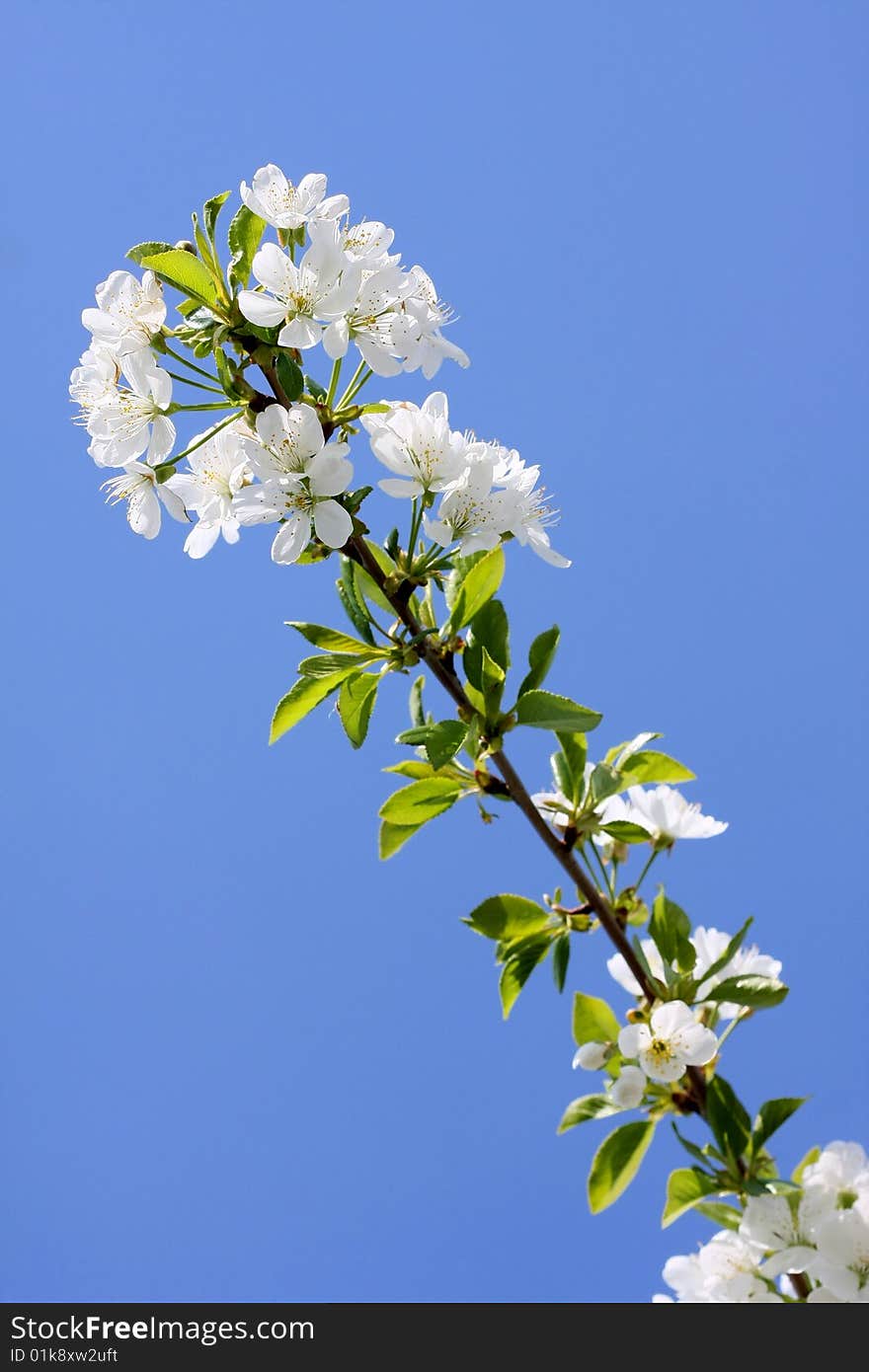 Cherry blossoms in full blossom