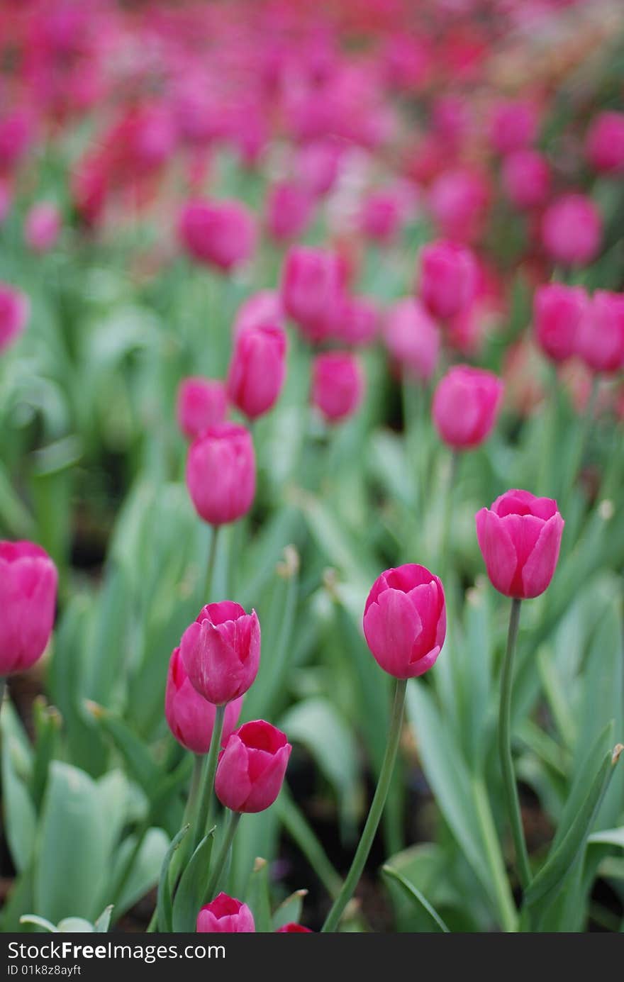 Pink tulips