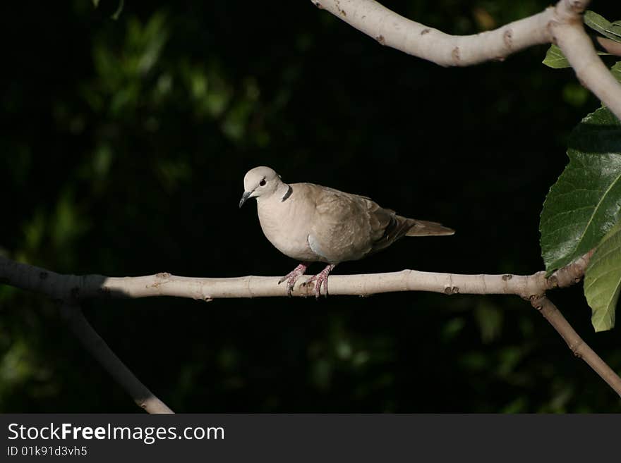 A pigeon beetween the tree branches. A pigeon beetween the tree branches