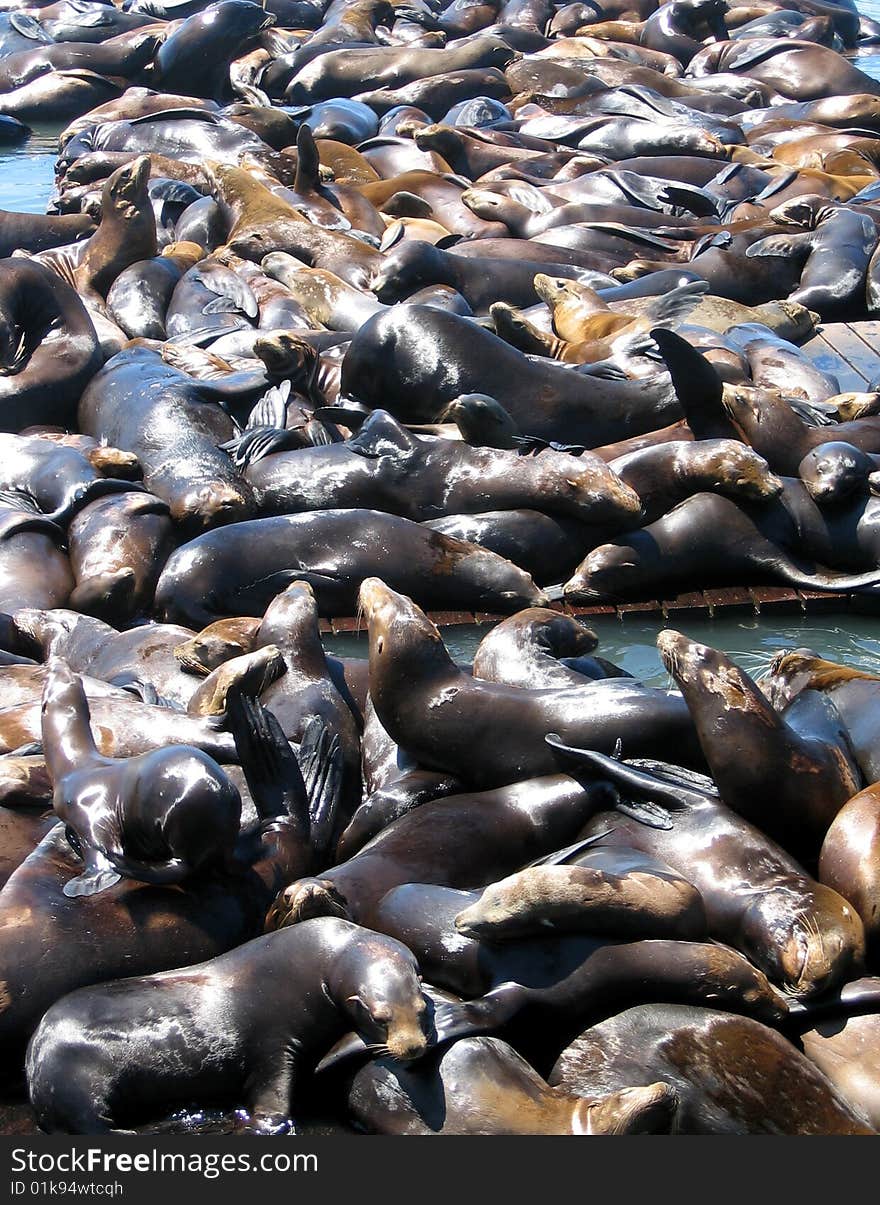 Sea Lions