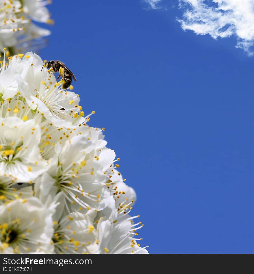 Cherry blossoms against the blue sky