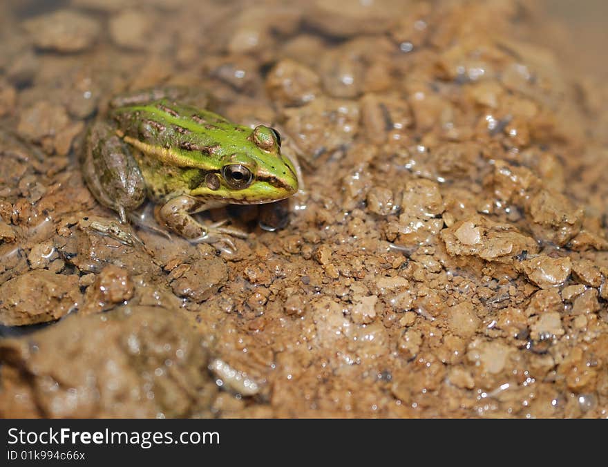 Green Frog