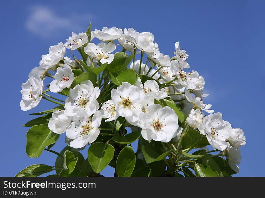 Pear blossoms