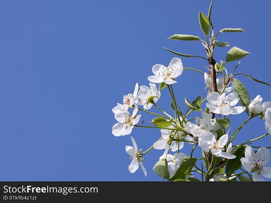 Pear blossoms in sunlight against a deep blue sky