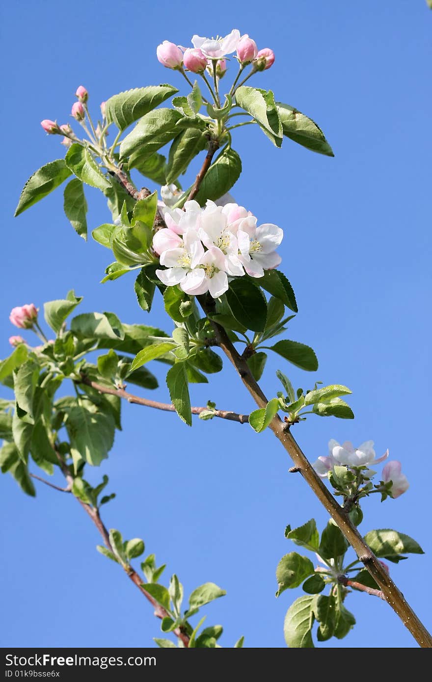 Apple blossoms in stages of blooming