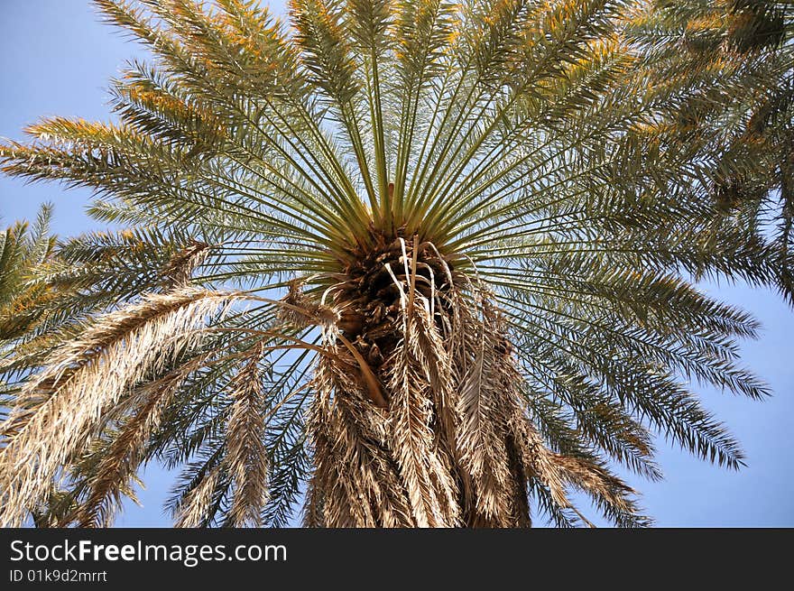 Palm tree on a blue sky background