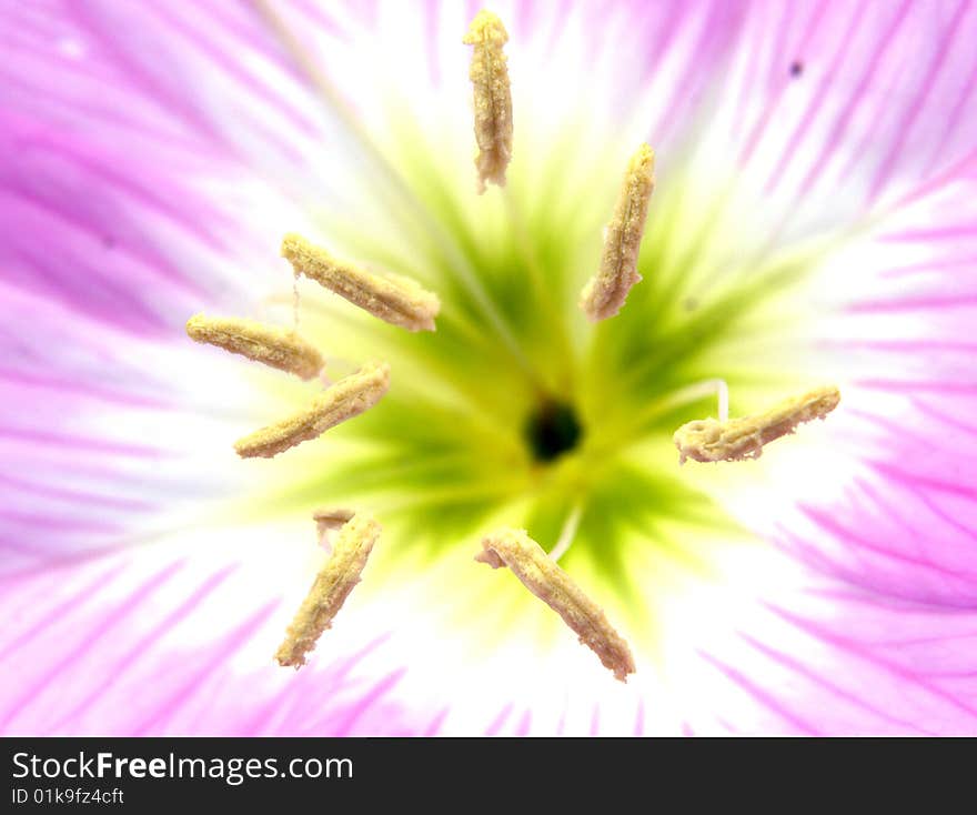 1:1 micro view of wild flower stamen . 1:1 micro view of wild flower stamen