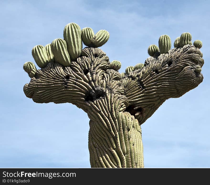 Saguaro Cactus top