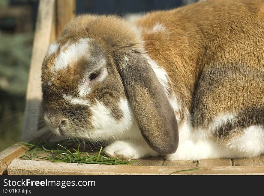 Little rabbit portrait with floppy ears eating grass. Little rabbit portrait with floppy ears eating grass