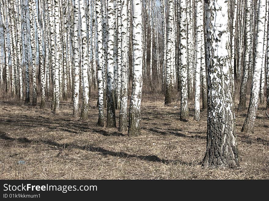 Birch trunks in a spring forest