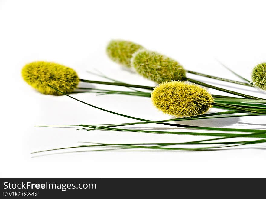 Willows on White Isolated Background