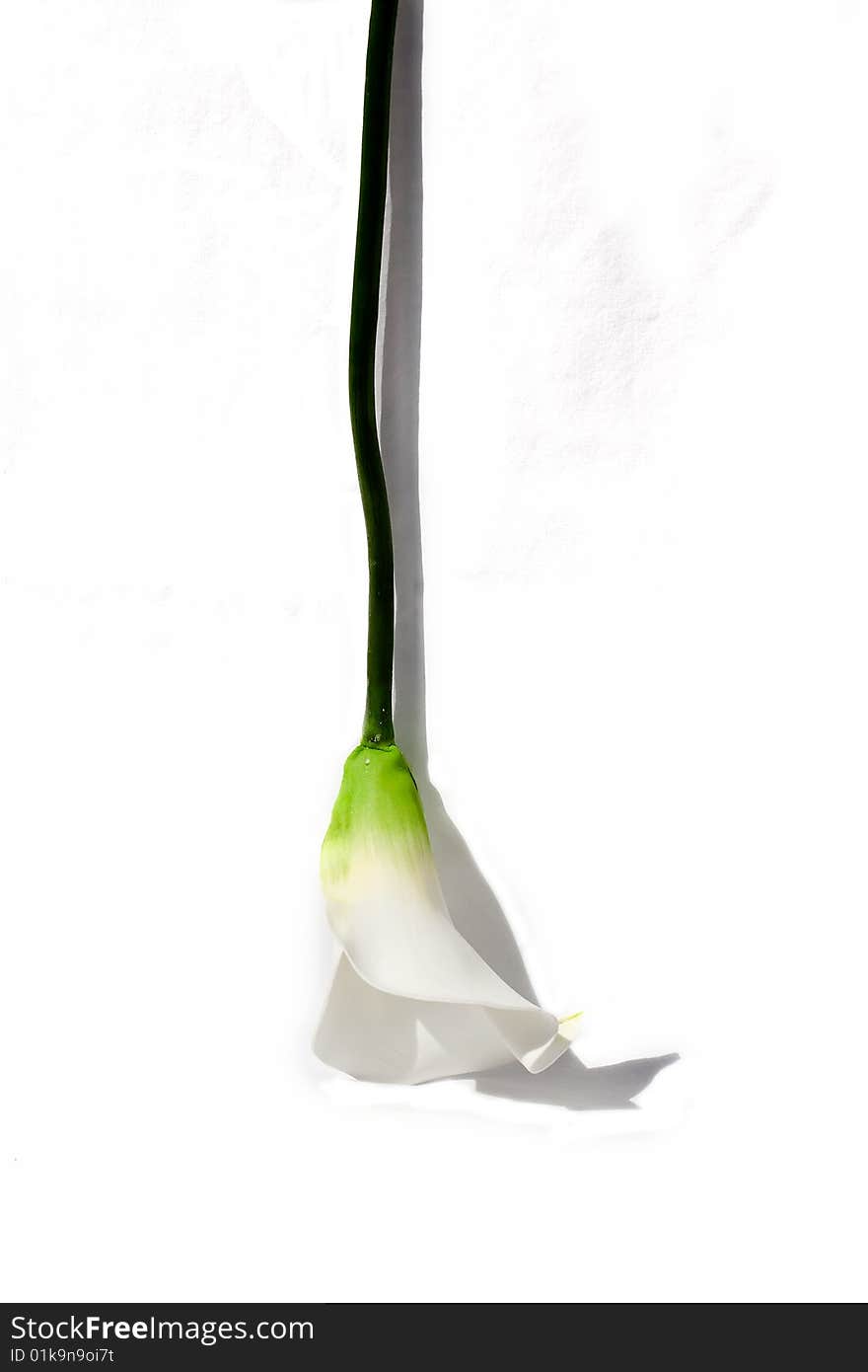 Single Calla Lilly