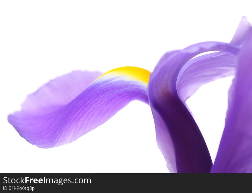 Blue Iris on a light background. Close-up. Blue Iris on a light background. Close-up.