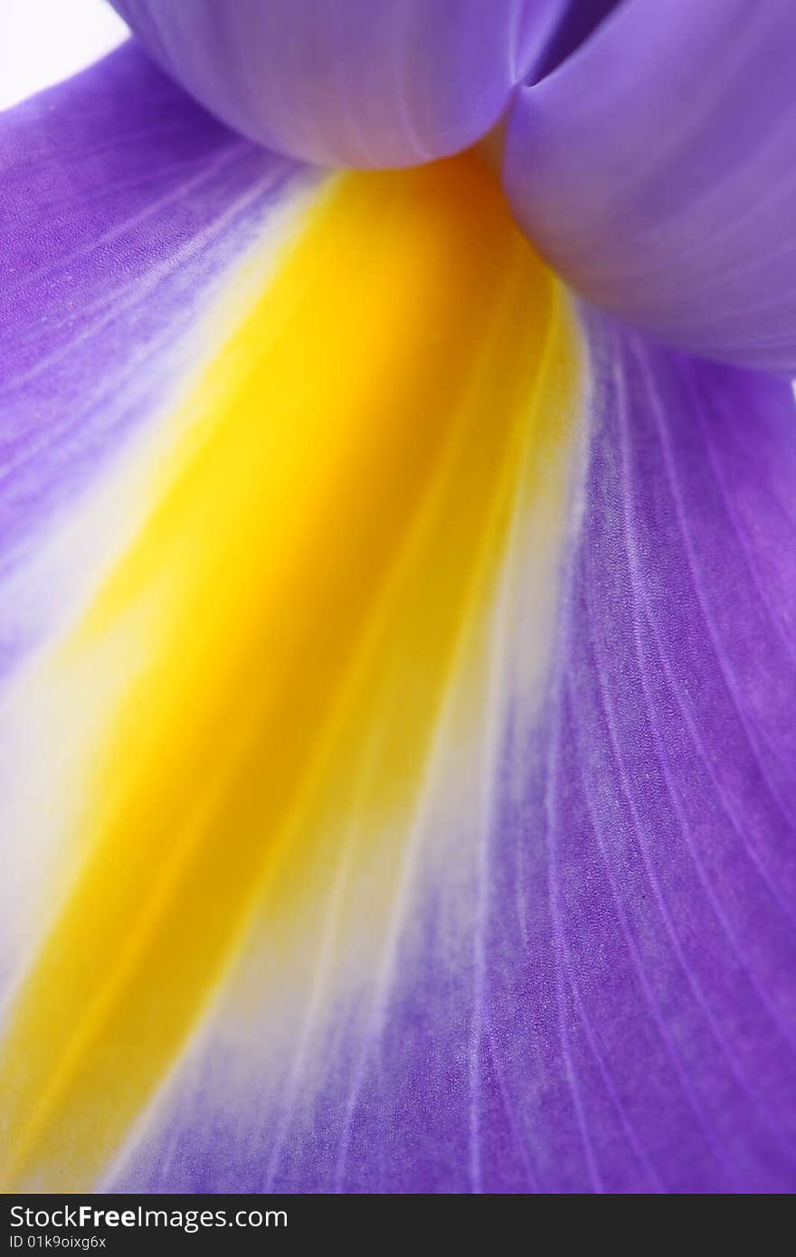 Blue Iris on a light background. Close-up. Blue Iris on a light background. Close-up.