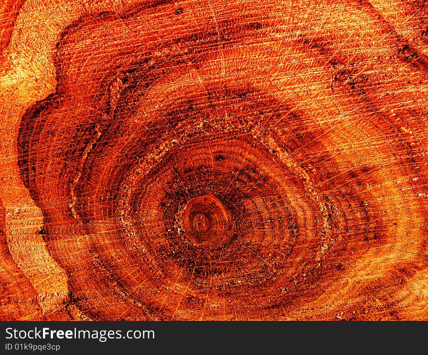 Cut of a tree an oak аbstract background