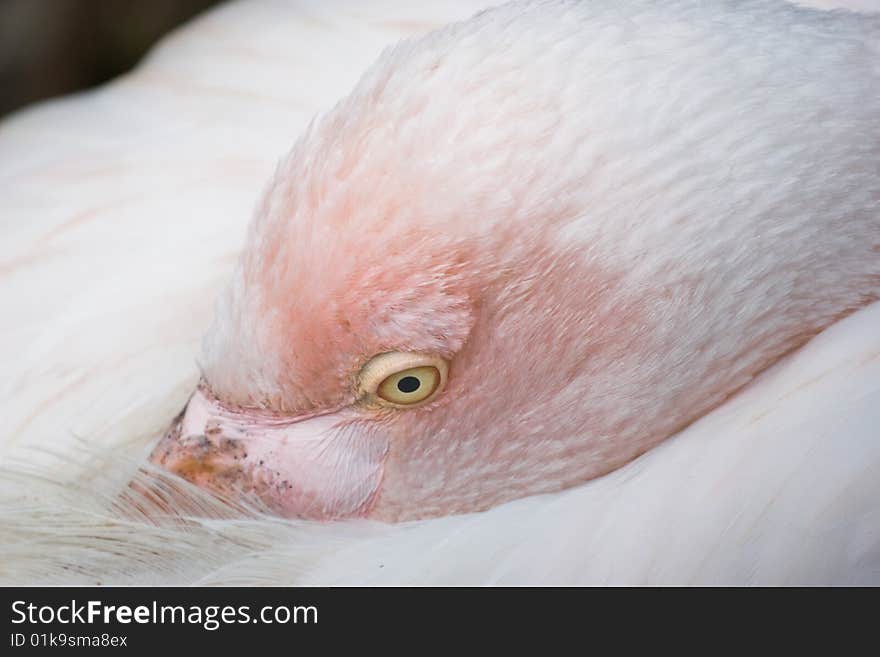 White swan is resting its head